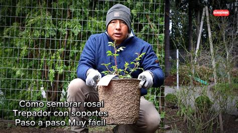 Cómo sembrar rosal trepador con soportes paso a paso muy fácil hazlo tú