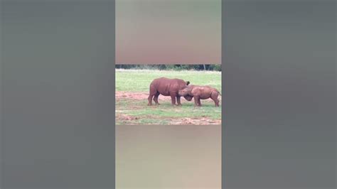 Two Baby Rhinos Playing Youtube