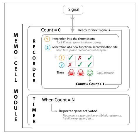 Team:Paris Liliane Bettencourt/Project/Memo-cell/Design - 2010.igem.org