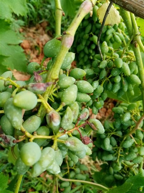 Болеют ягоды винограда — Форум — Ботаничка