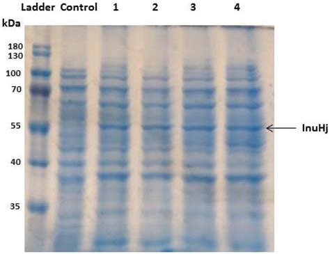 SDS PAGE Of E Coli BL21 Rosetta Cells Lysate For Analysing InuHj