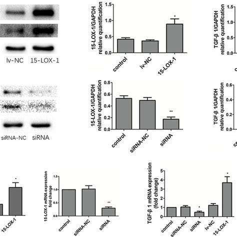 15 Lox 1 Is Involved In The Expression Of Tgf β1 Of Human Download