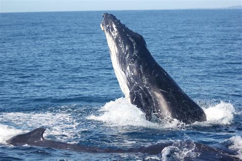 Australian humpback whales are singing less and fighting more. Should ... 