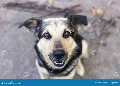 Dog face close up stock image. Image of gray, animal - 276934337