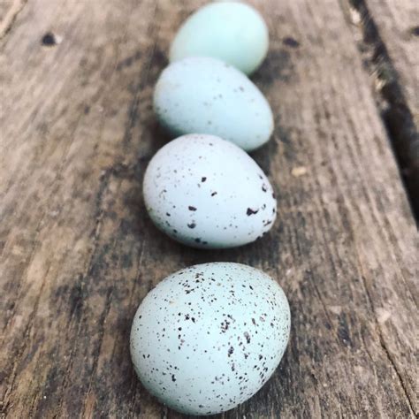 Celadon Quail | Chicks & Hatching Eggs | Sadie-Girl Farm