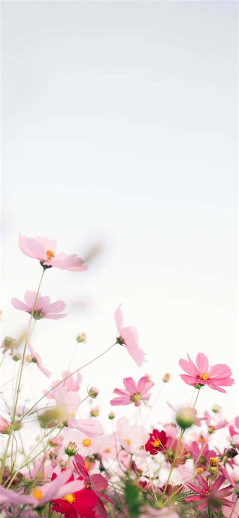 Download Pink Flower Blooming On Phone Screen Wallpaper