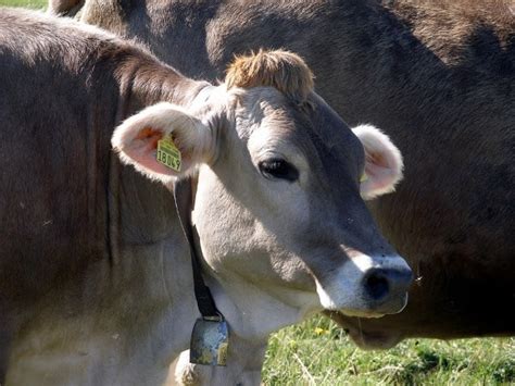 Brown Swiss Cattle Facts Profile And Characteristics Imp