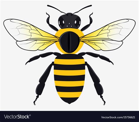 Detailed Honey Bee Royalty Free Vector Image Vectorstock