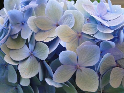 Endless Summer Goes From Blue to Lavender, Pink or Green – Hydrangeas Blue