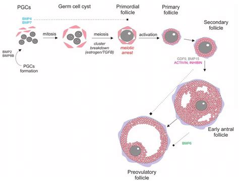 Figure 1 Factors Involved In Primordial Germ Cell Pgc Formation