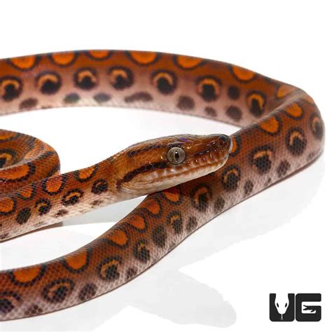 Baby Brazilian Rainbow Boas (Epicrates cenchria) For Sale - Underground Reptiles