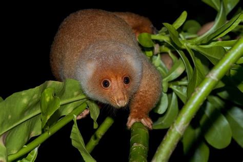 Common Spotted Cuscus Pictures - AZ Animals