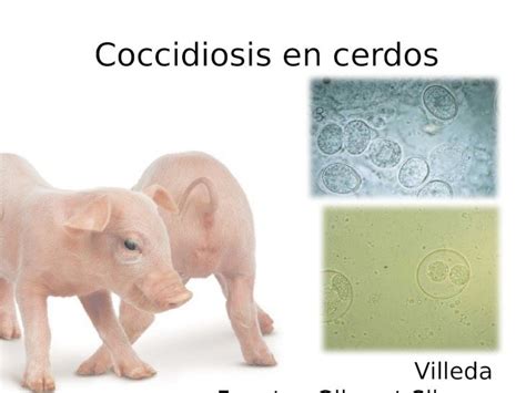 PPTX Coccidiosis En Cerdos DOKUMEN TIPS