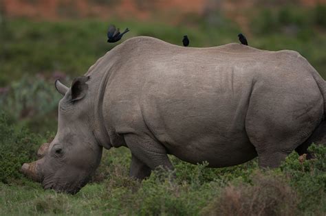 White Rhino Survived Poaching Stock Photo - Download Image Now - Africa ...