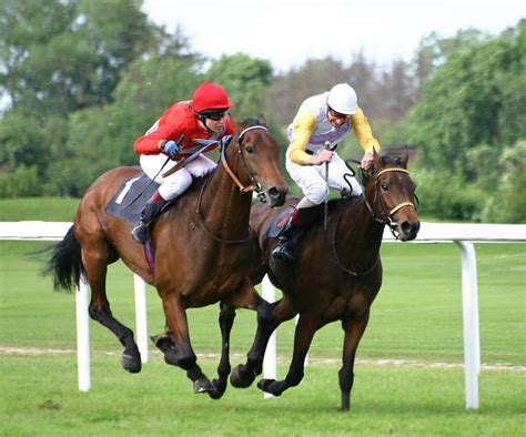 Cavalos: Cavalos de corrida