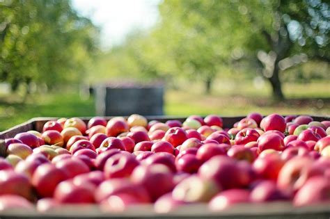 Caracter Sticas Del Transporte De Frutas A Largas Distancias