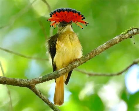 Types Of Birds With Mohawks And Pictures Own Yard Life