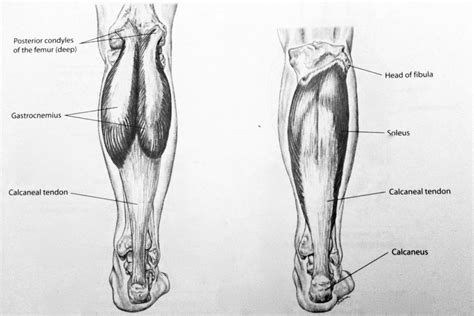 Triceps Sural Anatomie