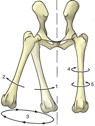 Mechanics of Mammalian Locomotion Flashcards | Quizlet