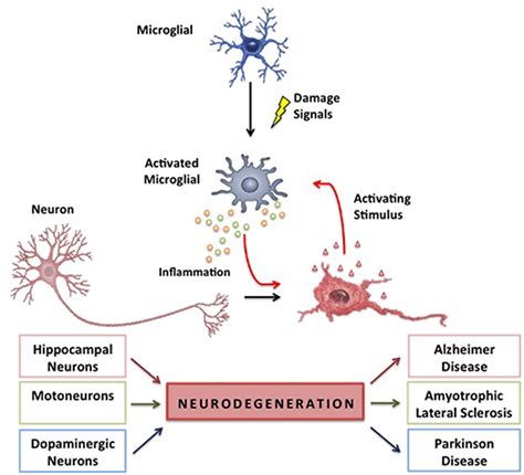 The Link Between Neuroinflammation And Neurodegenerative Diseases El