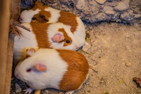 Día Nacional Del Cuy Cuatro Son Las Razas Que Existen En El Perú