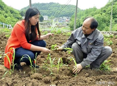 【贵州黔西：小高粱搬出“大温室” 4月30日】傻大方