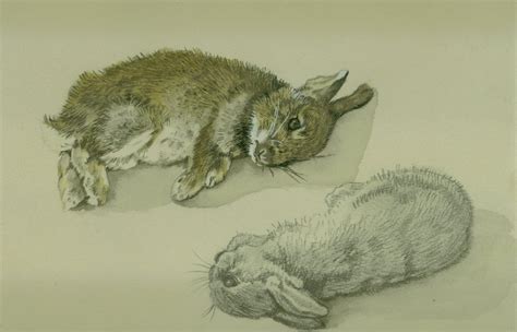 dead baby rabbit by SyltonSilverLad on DeviantArt