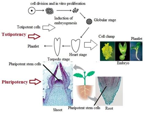 Plants | Special Issue : Advances in Plant Regeneration