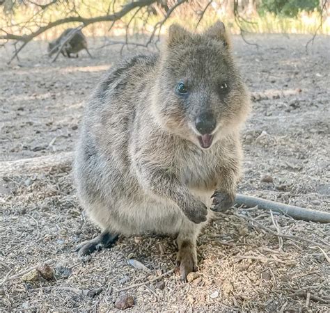 How To Get To Rottnest Island From Perth And Fremantle