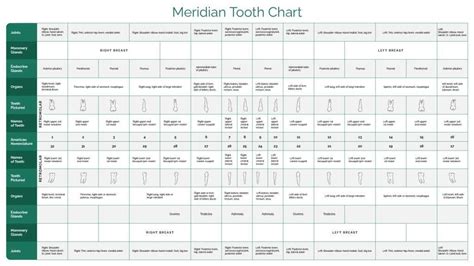 What Is The Meridian Tooth Chart Holistic Dental Blog