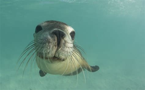 Sea Lions Dangerous Inge Regine