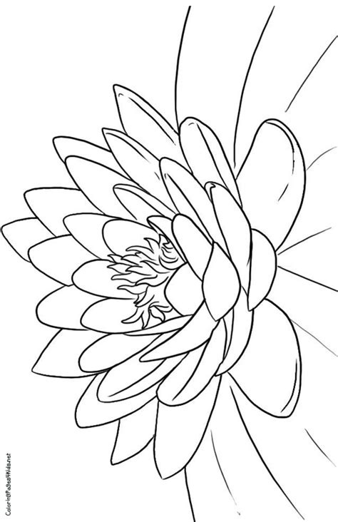 Lotus Flower Coloring Page At Free Printable