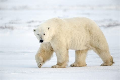 Polar Bear Free Large Images