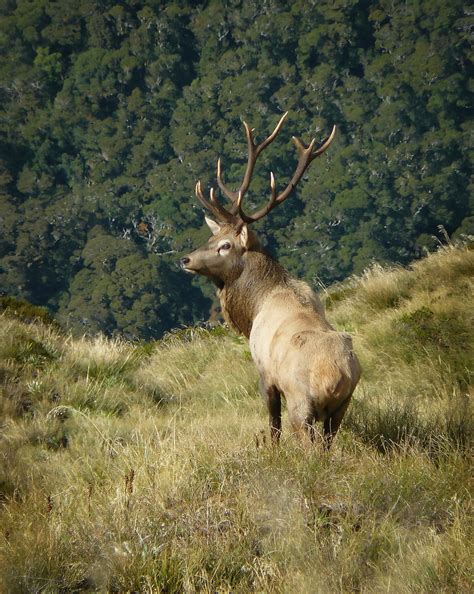 Wapiti Fiordland Wapiti Foundation