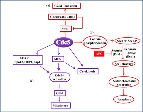 The Major Functions Of The Cdc5 During Cell Cycle Progression In