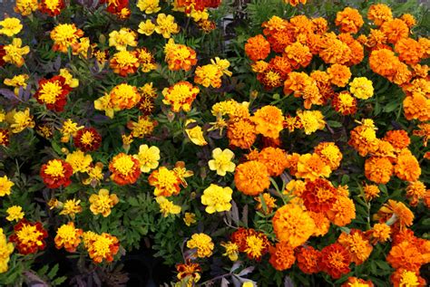 Marigolds Medicinal Properties And Contraindications Use In Traditional Medicine And Cosmetology