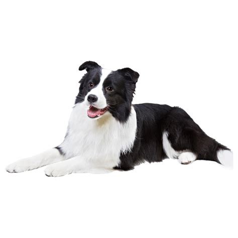 Border Collie Png Images Transparent Hd Photo Clipart