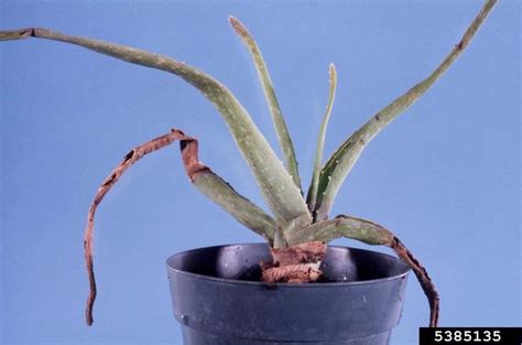 Aloe vera | Diseases and Pests, Description, Uses, Propagation