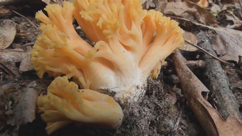 Ramaria Stricta Commonly Known As The Strict Branch Coral Is A Coral