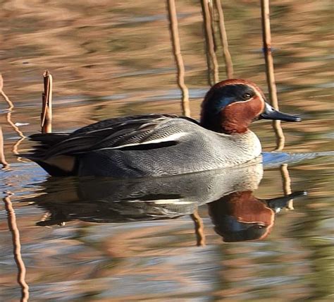 Male-Teal-cm - Lavell's Wetland Trust