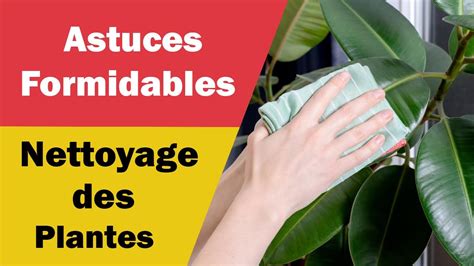 Astuces Incroyables Pour Nettoyer Les Feuilles Des Plantes Youtube