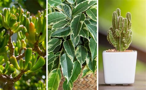 Top 20 des variétés de plantes vertes idéales pour le bureau