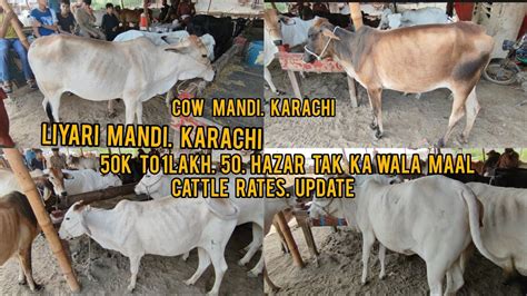 Liyari Mandi Me K To Lakh Hazar Tak Ka Wala Maal Cattle Rates