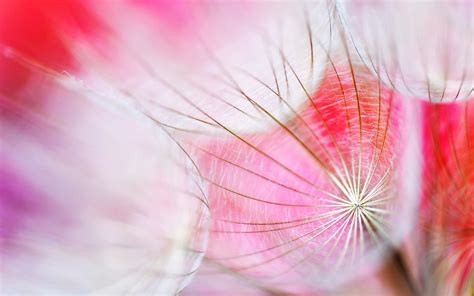 Fondos De Pantalla Diente De León Macro Fotografía De La Planta