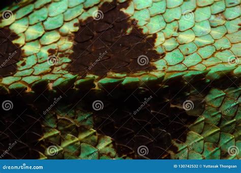 Close Up Real Chameleon Skin , Chameleon Injury Skin Texture for Your Design. Stock Photo ...