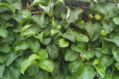 Cómo cultivar maracuyá en tu huerto en casa Huerto en casa