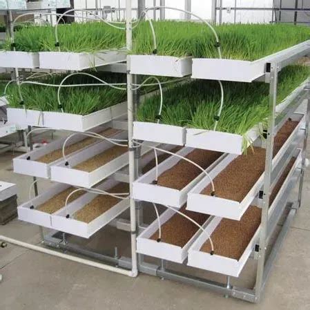 Commercial Hydroponic Barley Green Forage Fodder Grow Trays Fodder