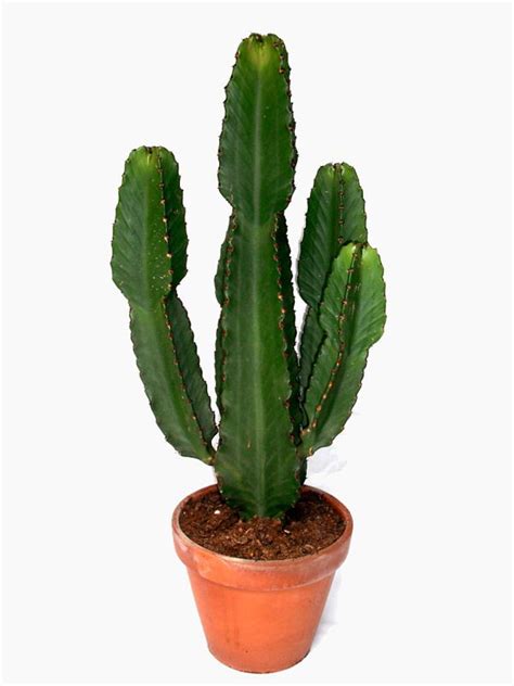 Cowboy Cactus Buy Euphorbia Online Totally Plants Plants Easy