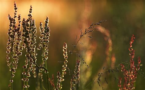 Wallpaper X Px Close Grass Macro Nature Plant Up