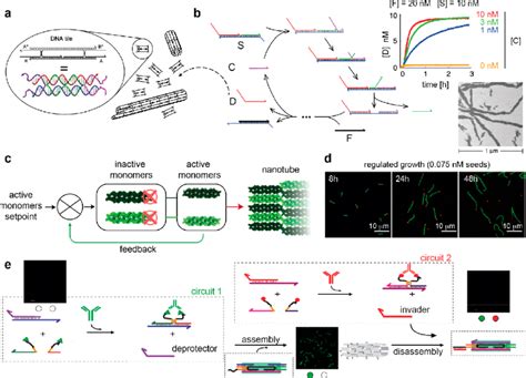 Examples Of Dynamic DNA Filaments I A DNA Nanotubes Formed By